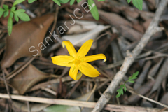 Curculigo orchioides